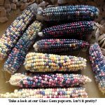 Glass-gem-corn