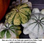 Patty-pans