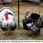 Turkeys