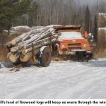 firewood-logs