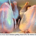 meat-chickens
