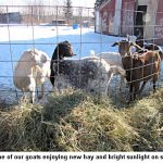 Goats