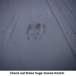 Moose-tracks
