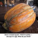 Crossed-squash