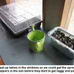 Sprouting-peppers-03