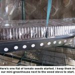 Tomato-starts