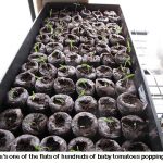 Tomatoes-popping