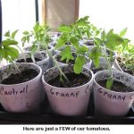 A-few-tomatoes