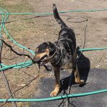 Hondo-stick_8779