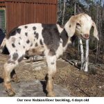 Nubian_Boer-kid