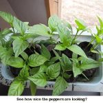 Peppers-growing