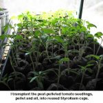 Seedlings