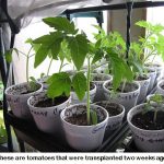 Transplants_8746
