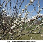 Apricot-blooms_8784