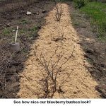 Blueberries_8921