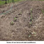 Broccoli_8933