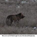 Grizzly_8900