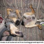 Hondo_tuckered-out_8918