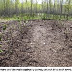Raspberry-canes_8922