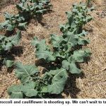 Broc-and-cauliflower_9133