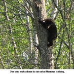 Cub_8950
