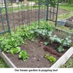 House-garden_9069
