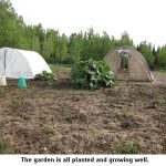 June-garden
