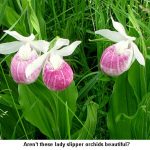 Ladyslippers_9141