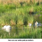 Pelicans_9063