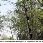 Quadruplets_8944