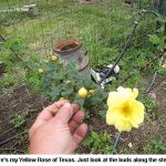 Yellow-rose_9073