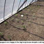 hoop-house-peppers_9006