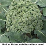 Broccoli_9250