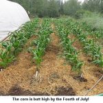 Corn_9203
