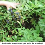 Hiding-berries_9188