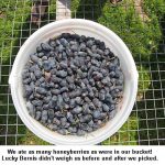 Honeyberries_9155