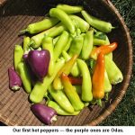 Hot-peppers_9302