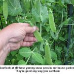 Snow-peas_9295