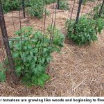 Tomatoes_9204