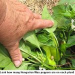 Wax-peppers_9245