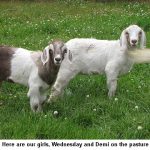 Wednesday-Demi_9262