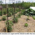 tomatoes-rhubarb_9244