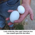Big-egg_9392