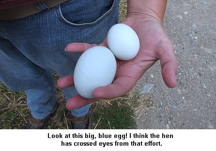 Big-egg_9392