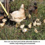 Chicks_6214