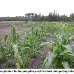 Corn_9419