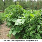 Escaping-squash_9401
