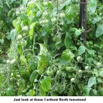 FarthestNorth_9520