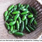 Jalapenos_9437