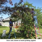 Picking-apples_9545